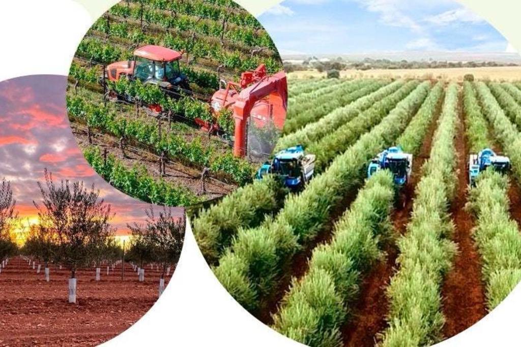 Cicytex aborda en una jornada formativa los retos del olivar y el viñedo en Tierra de Barros