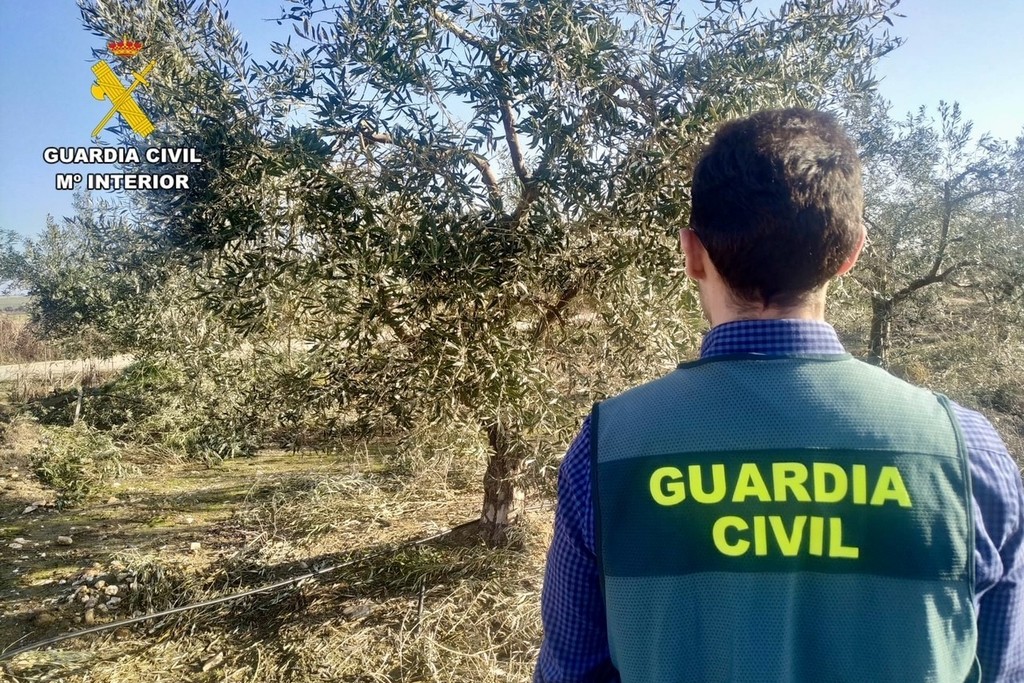 La Guardia Civil detiene e investiga a 4 personas por hurtos de aceitunas en varias localidades de Cáceres