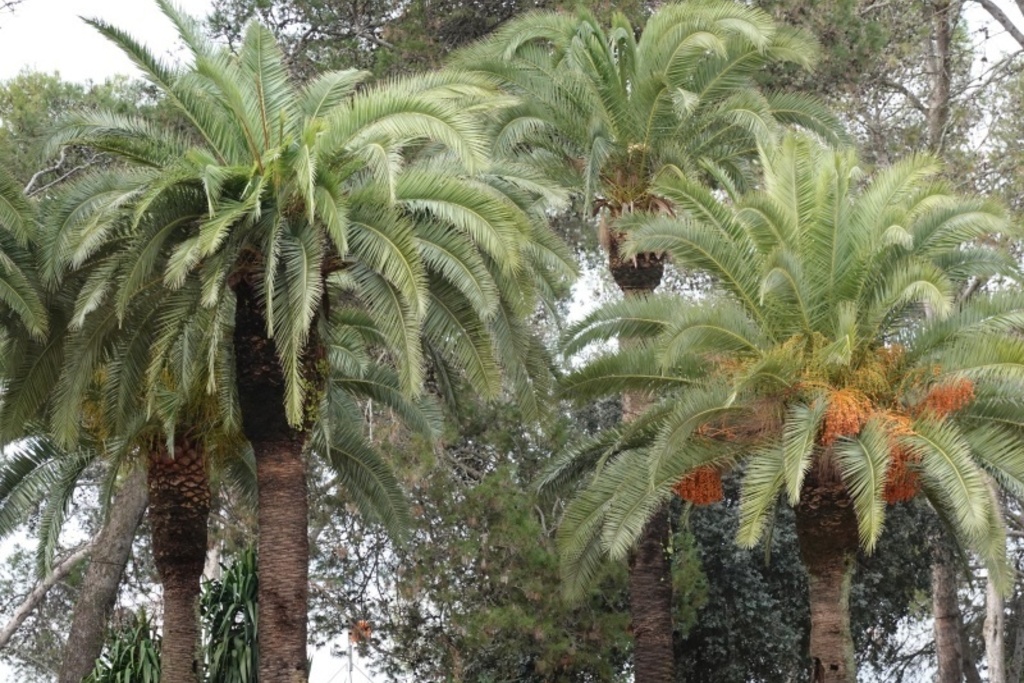 Extremadura declara la existencia del picudo rojo de las palmeras en toda la comunidad