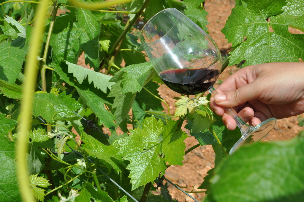 Extremadura ha recibido 15,8 millones de euros para la reestructuración de viñedo durante 2019