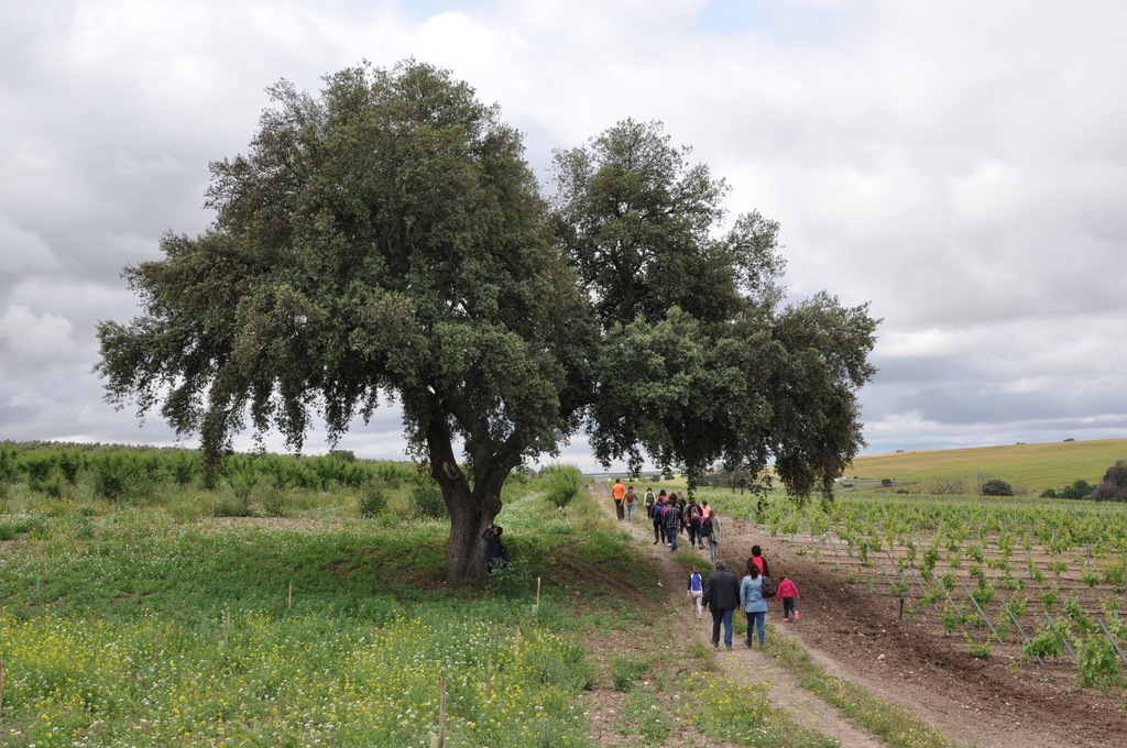 Entre Viñedos y Olivares - IV Primavera Enogastronómica 2016 - Ruta del Vino Ribera del Guadiana
