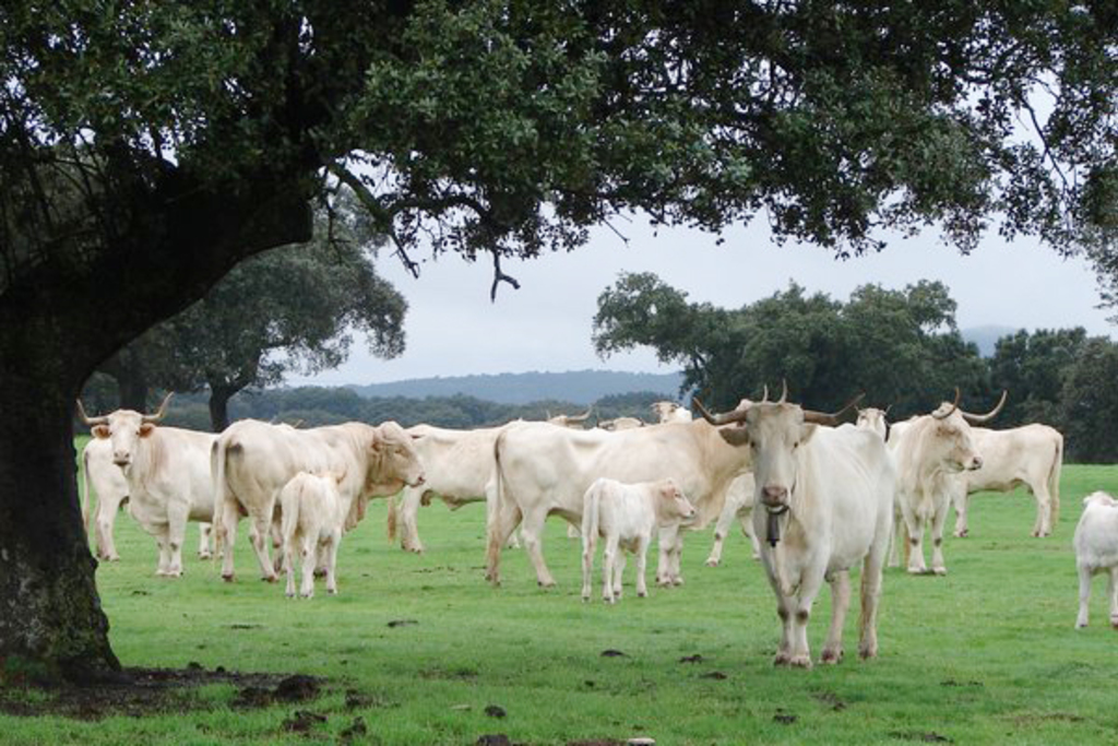 Extremadura destina tres millones de euros de refuerzo para luchar contra la tuberculosis bovina