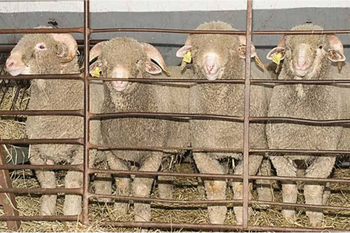La diputacion de badajoz subastara 60 cabezas de pura raza merina en el salon ovino de castuera normal 3 2
