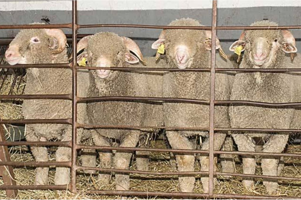 Exitosa subasta de ganado ovino y caprino en el CENSYRA de Badajoz
