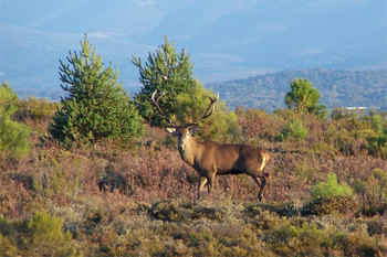 La reserva la sierra obtiene el certificado de calidad cinegetica wildlife estates normal 3 2