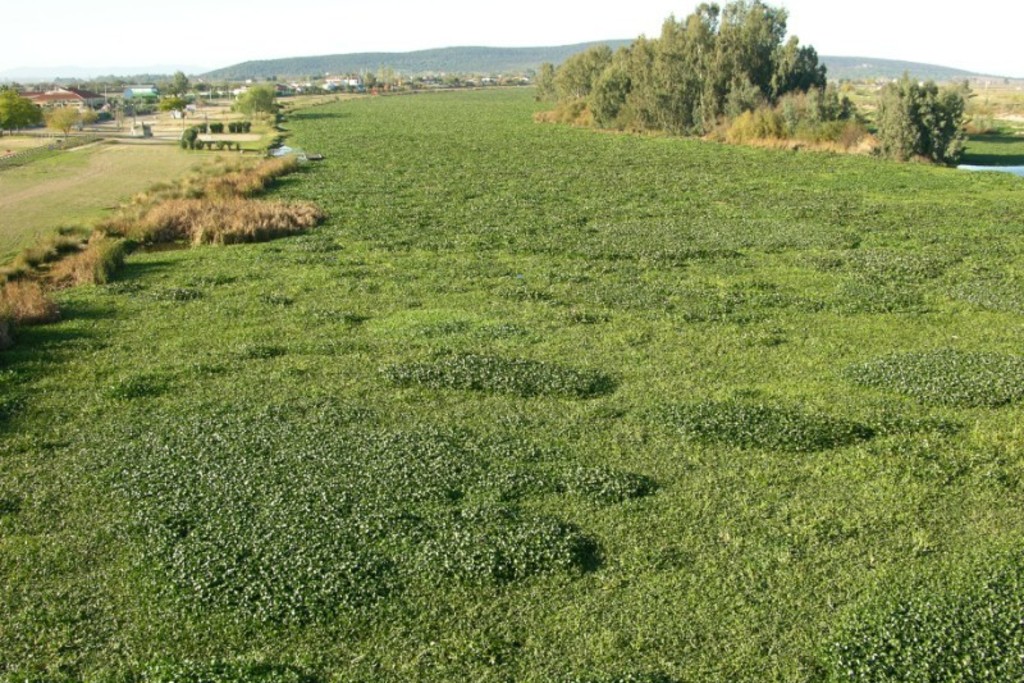 El Gobierno autoriza invertir 600.000 euros para intensificar la lucha contra el camalote en el río Guadiana en Badajoz