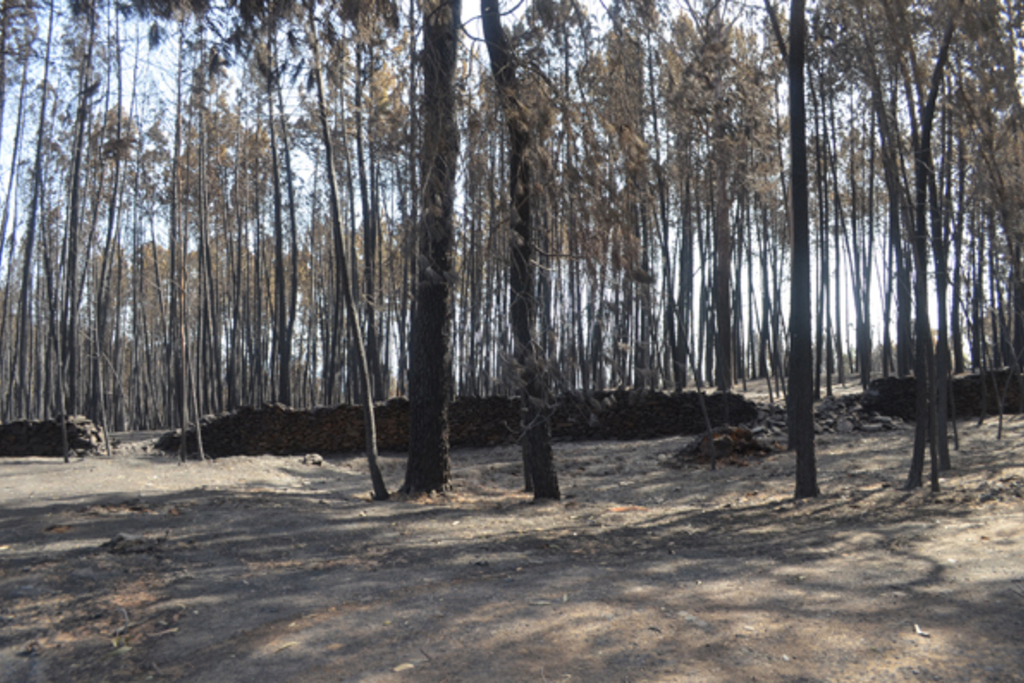 Begoña García destaca la importancia de la prevención en materia de incendios forestales
