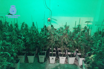 La policia nacional desmantela una plantacion de marihuana en villanueva de la serena normal 3 2