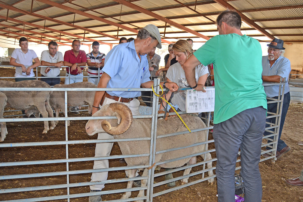 Éxito de participación en las jornadas técnicas demostrativas sobre fertilidad ovina organizadas en la Finca La Cocosa