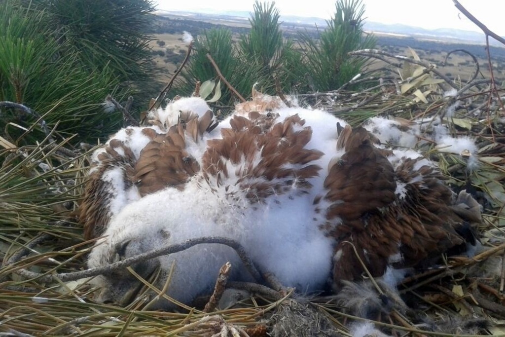 La Guardia Civil imputa a dos personas por envenenamiento de águilas imperiales en Alburquerque