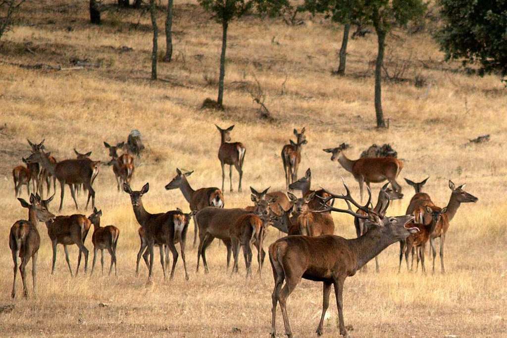 El Patronato del Parque Nacional de Monfragüe debate el Plan de Acción Selectiva para el control de ciervos y jabalíes