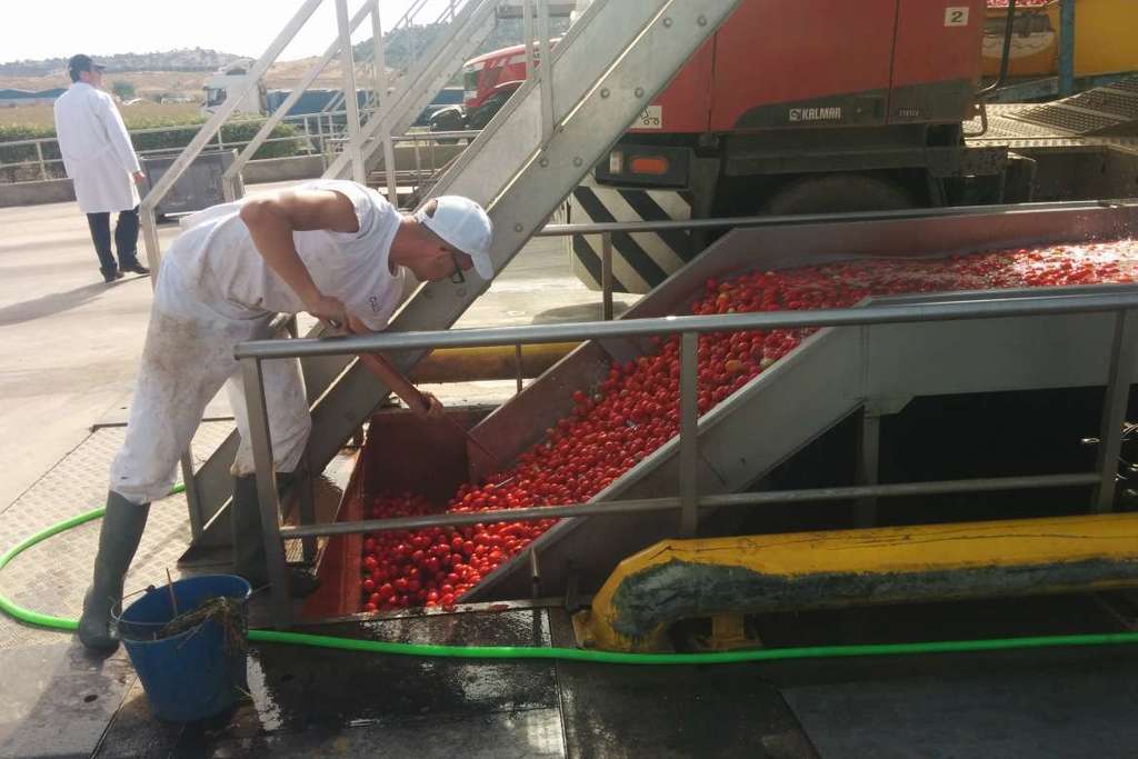 Begoña García resalta la capacidad innovadora del sector tomatero extremeño