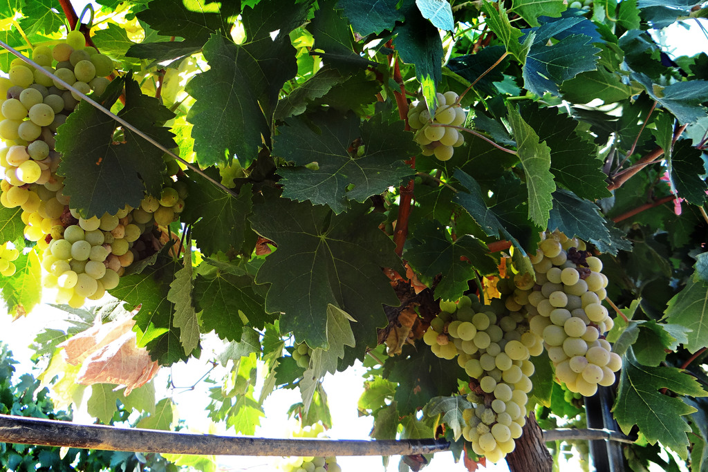 Cicytex participa en un proyecto de investigación para mejorar las producciones y la calidad de los vinos blancos españoles