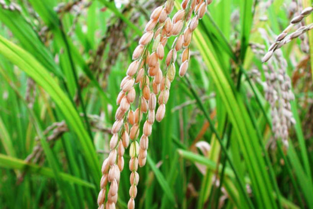 La Junta autoriza la campaña oficial de tratamiento fitosanitario contra la pudenta del arroz