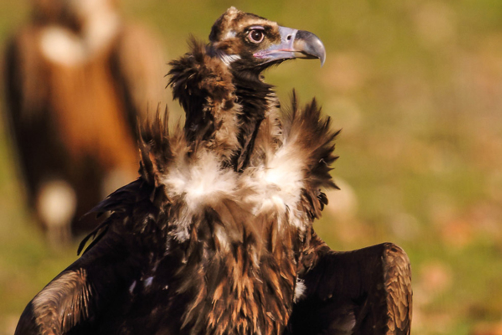 El CAMAEX informa favorablemente la modificación de los planes del águila perdicera, el buitre negro y el águila imperial ibérica