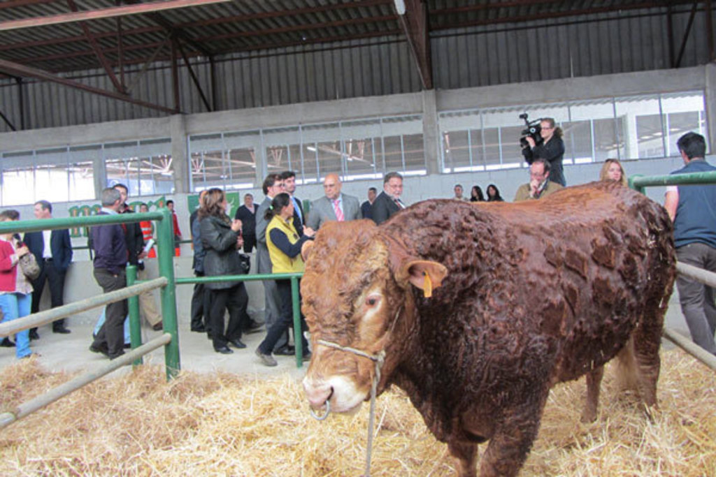 La tuberculosis bovina no afectará a la Feria de Zafra