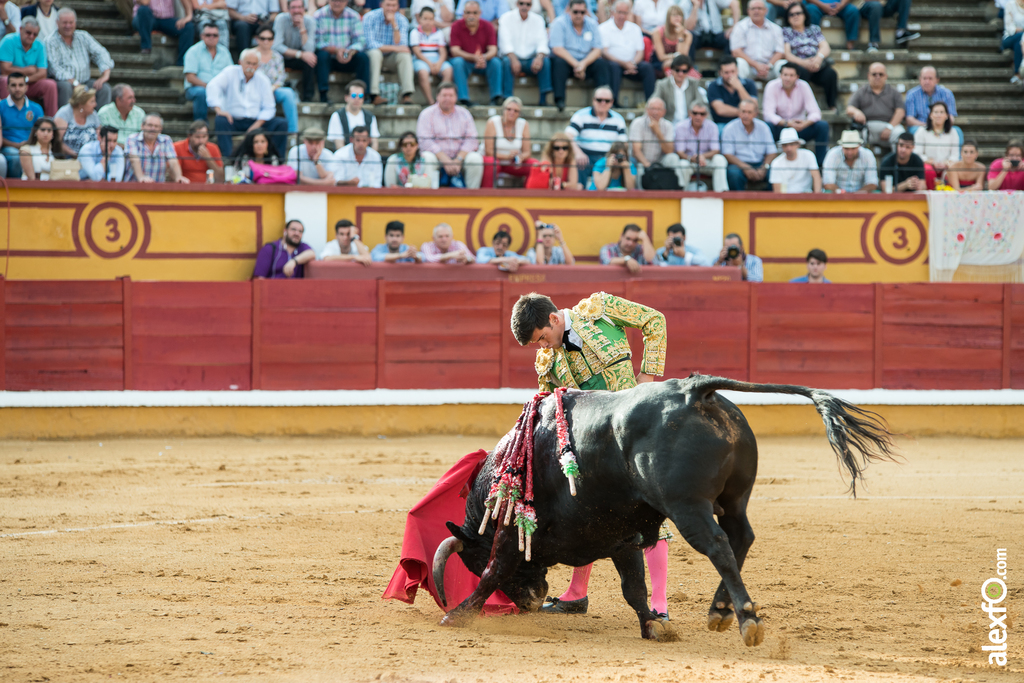 José Garrido - Toros Badajoz 2014 José Garrido - Toros Badajoz 2014 - jose garrido toros badajoz-14