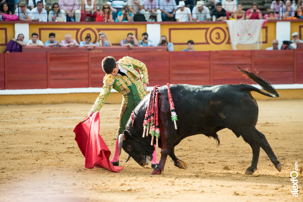 José Garrido - Toros Badajoz 2014 José Garrido - Toros Badajoz 2014 - jose garrido toros badajoz-15