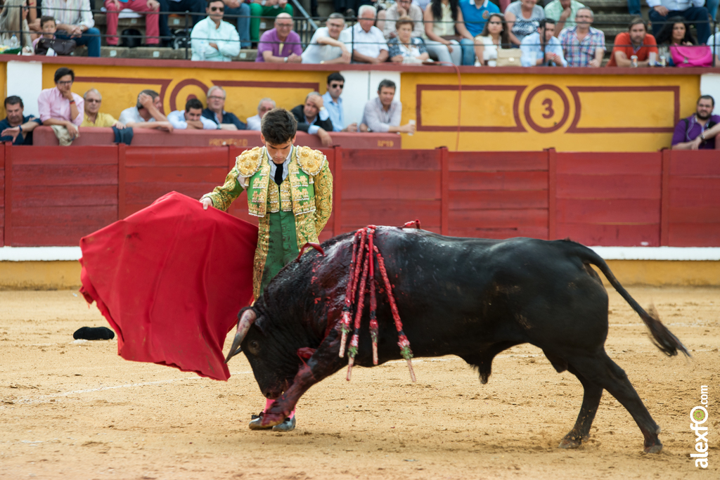 José Garrido - Toros Badajoz 2014 José Garrido - Toros Badajoz 2014 - jose garrido toros badajoz-16