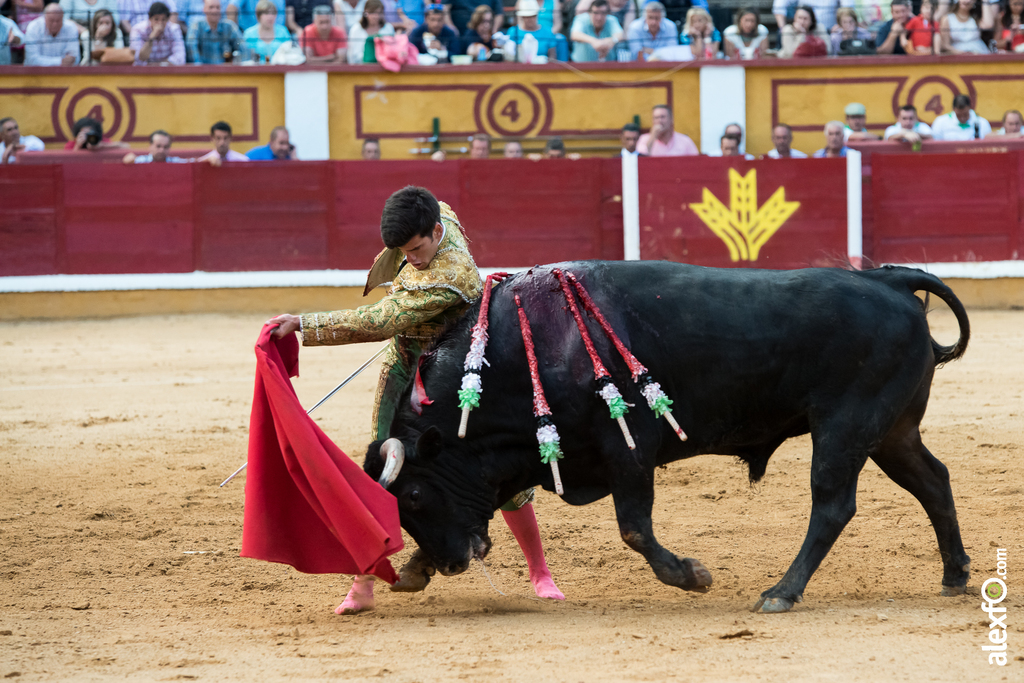 José Garrido - Toros Badajoz 2014 José Garrido - Toros Badajoz 2014 - jose garrido toros badajoz-27