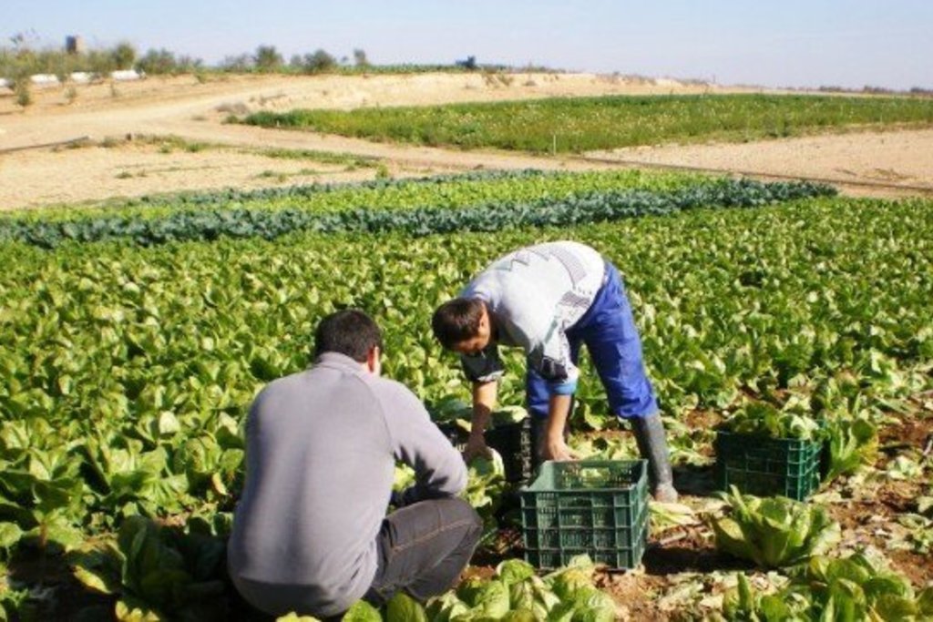 Extremadura incorpora en los último cuatro años a 1.459 jóvenes al sector agrario