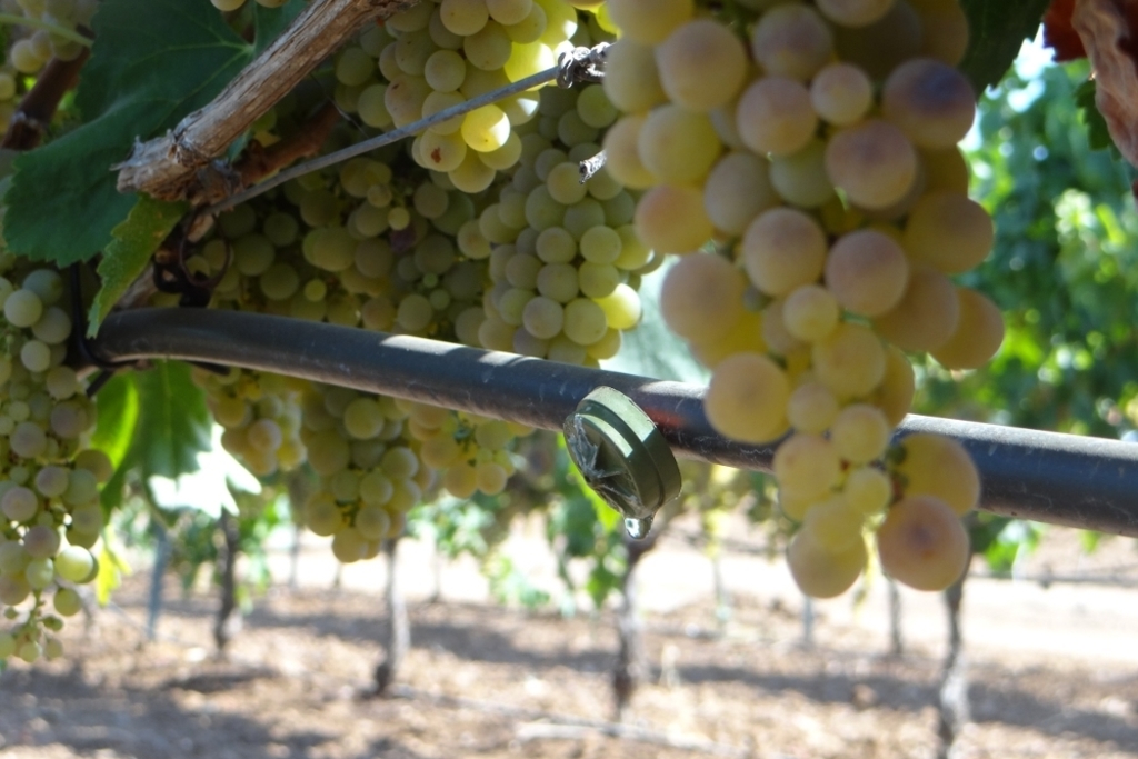 Investigadores de CICYTEX analizan el impacto del riego en la calidad de los vinos con uva blanca Macabeo