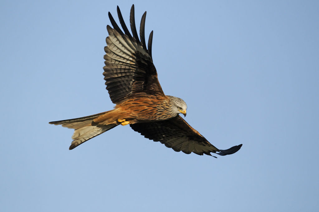 ACCIONA protege las aves amenazadas de Monfragüe