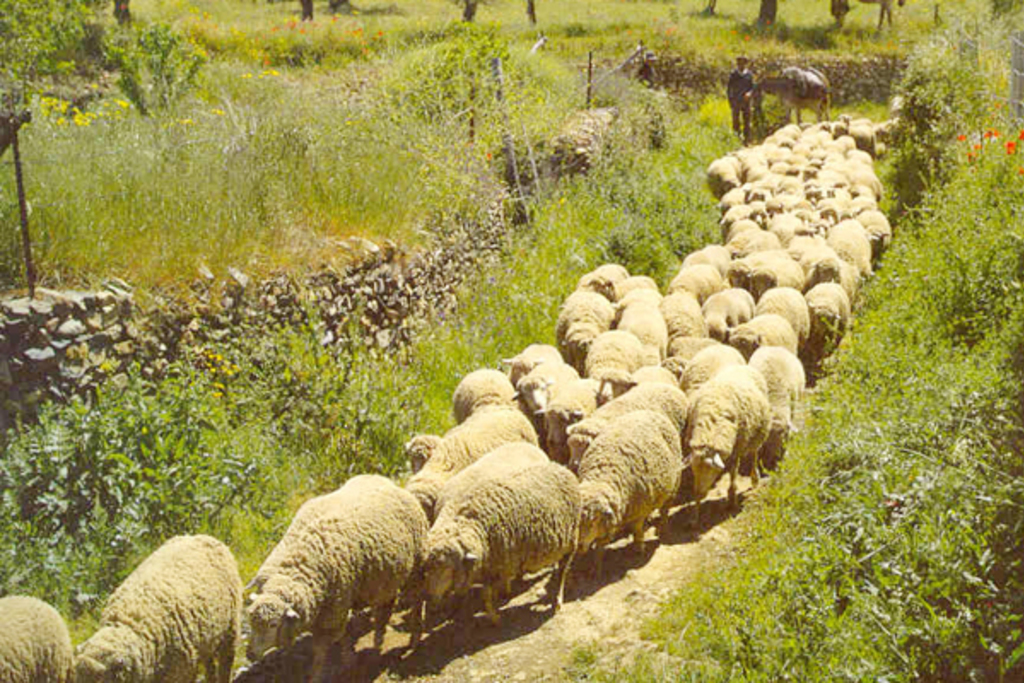 La Junta pedirá al MAGRAMA que los productores de leche de cabra y oveja reciban ayudas adicionales por los bajos precios del mercado