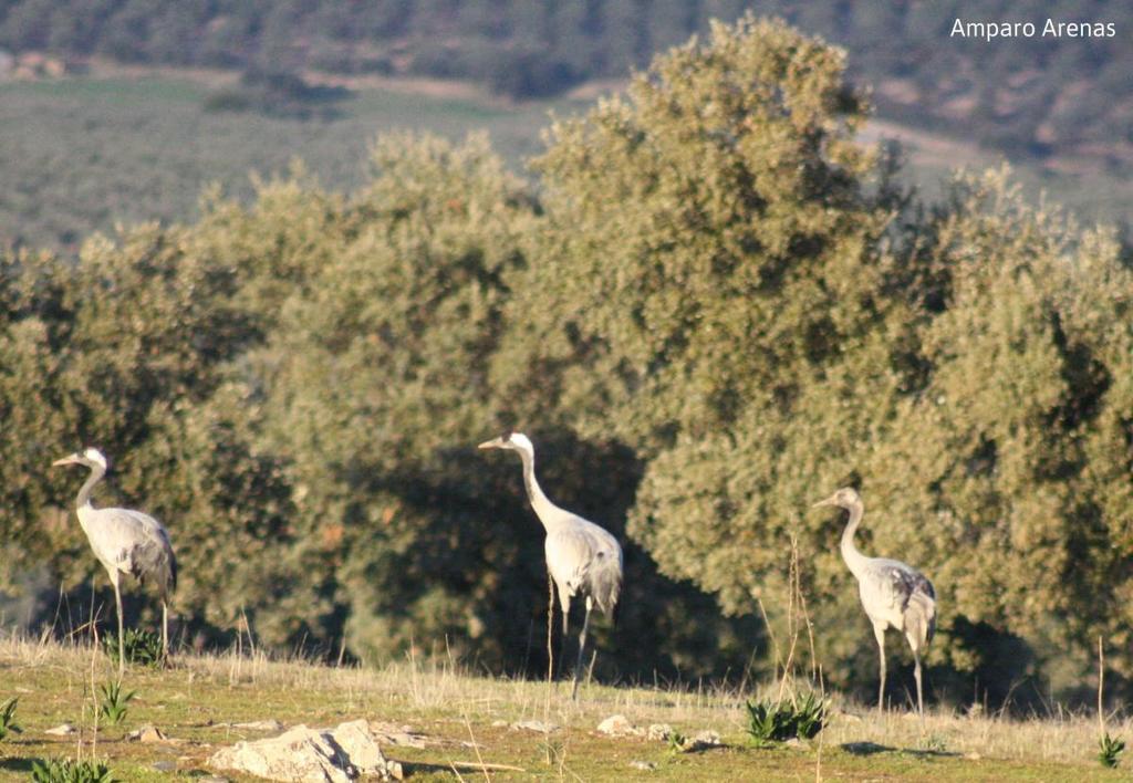 Aves de Extremadura Aves de Extremadura