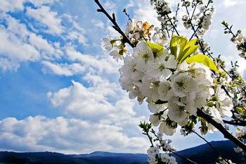 La fiesta de Interés Turístico Nacional del Cerezo en Flor se clausura este fin de semana en Navaconcejo