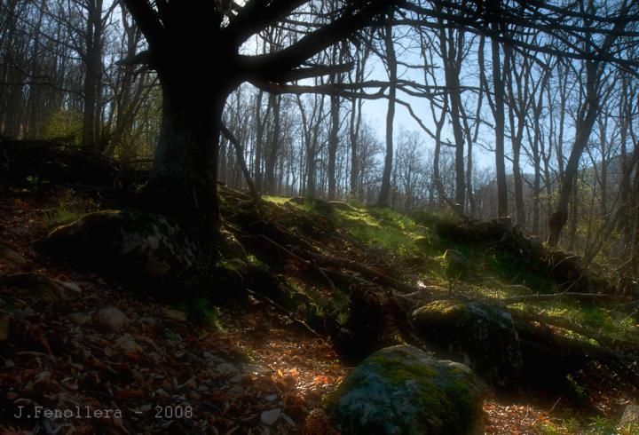 Visiones de Extremadura Luces del bosque