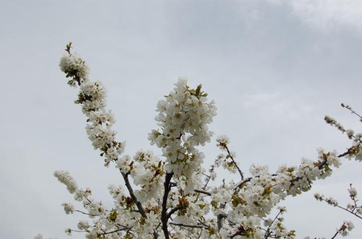 el cerezo en flor 17678_b1c1