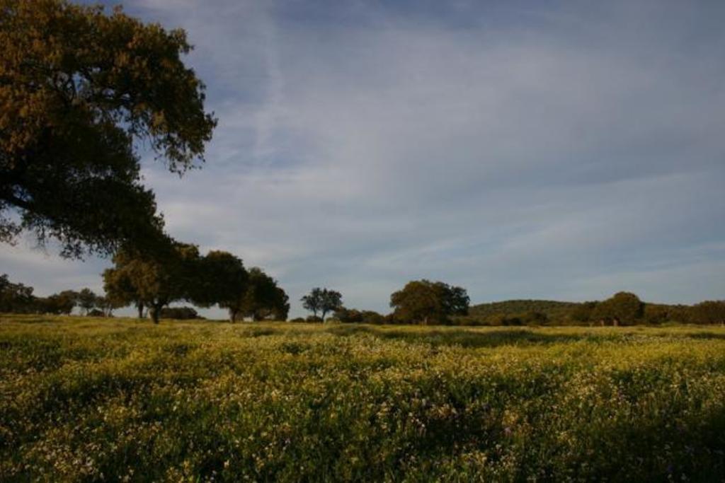 La Junta de Extremadura quiere que la dehesa sea reconocida como Patrimonio de la Humanidad