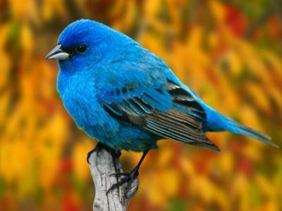 Untitled Album Pájaro azul