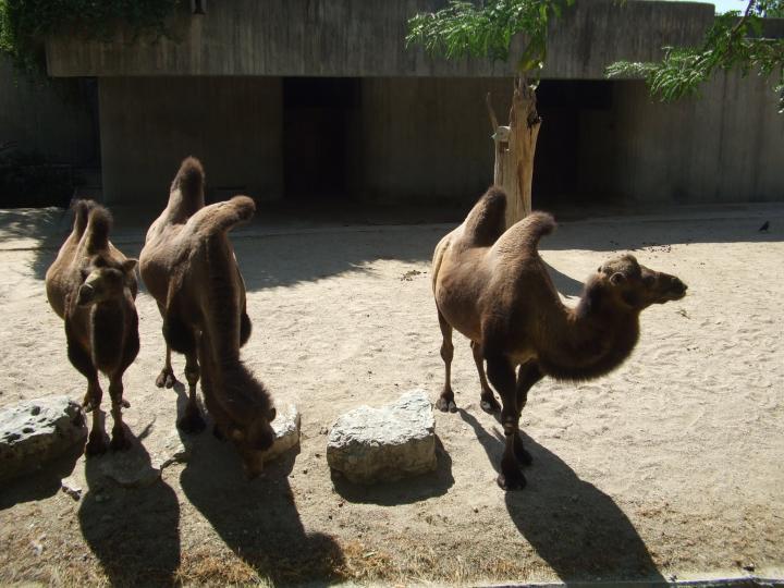 Untitled Album Camellos zoo de Madrid