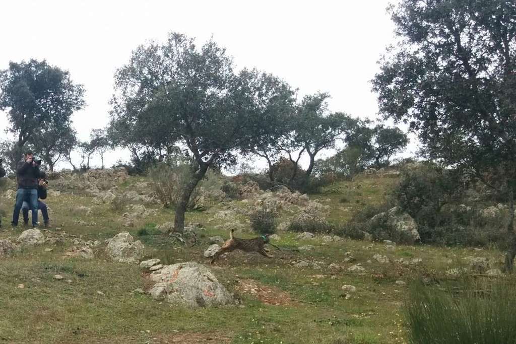 Medio Ambiente suelta nuevos linces que refuerzan la población de esta especie en Extremadura