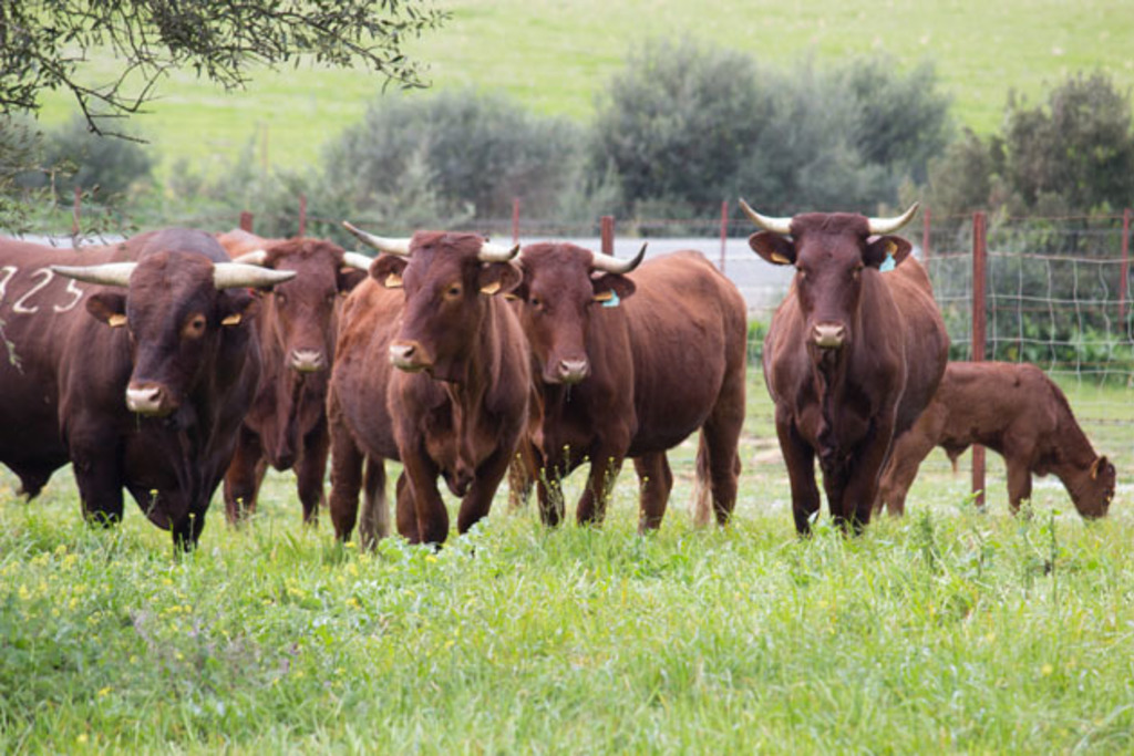 El Centro de Selección y Reproducción Animal de la Junta colabora en la conexión entre ganaderías de la raza retinta