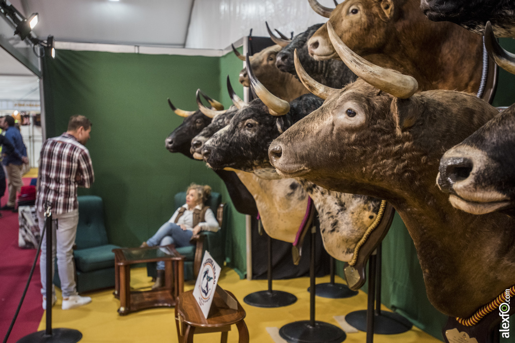 Arranca la Feria del Toro de Olivenza 2019