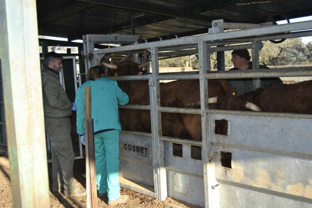 Convenio con la UEx para investigar la tuberculosis y brucelosis en el ganado