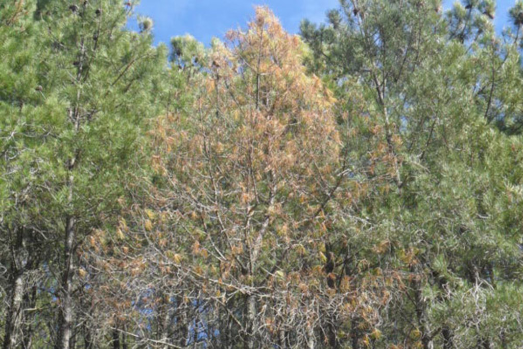 La Junta establece zonas de especial vigilancia por la presencia del nematodo de la madera del pino