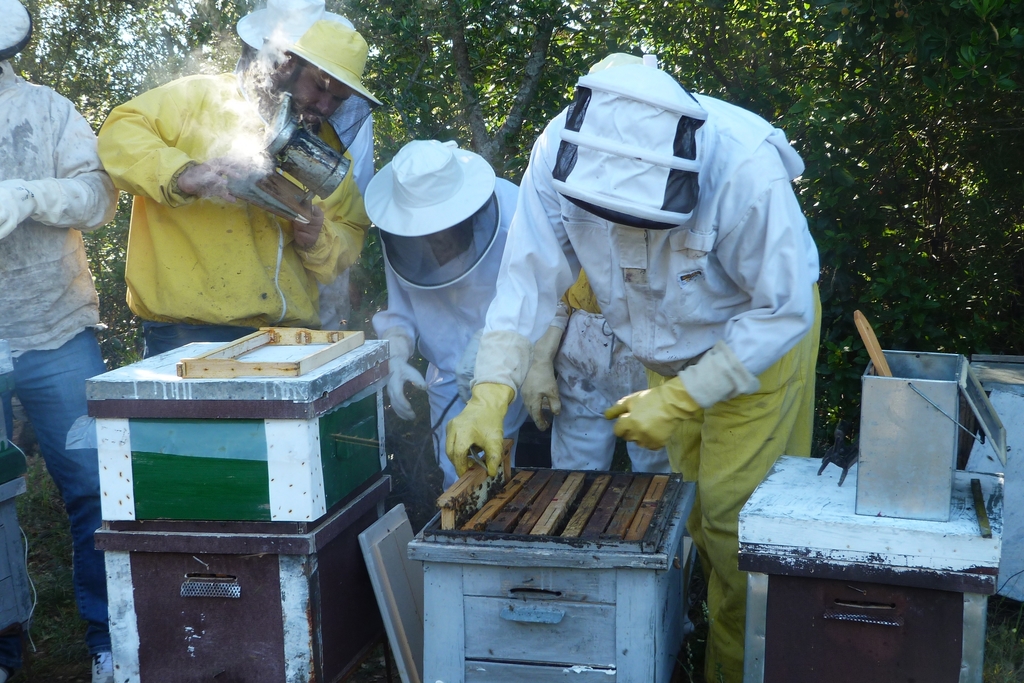 El CFMR de Navalmoral de la Mata forma en la cría de abejas reina, un yacimiento de empleo en el sector apícola