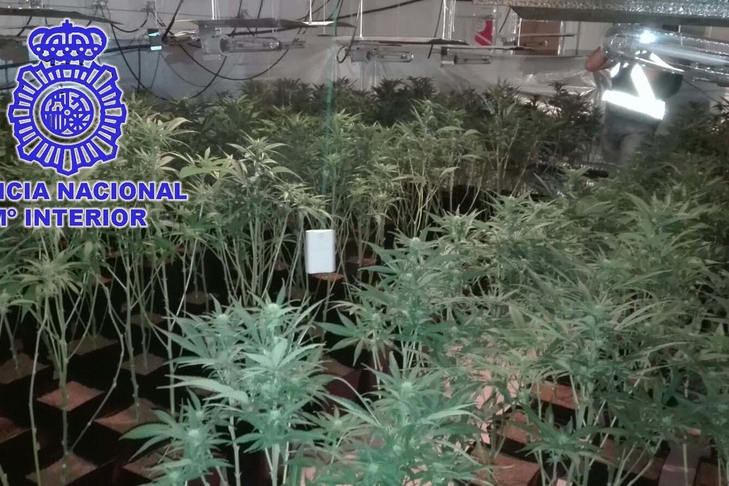 La Policía Nacional desmantela una plantación de marihuana en Malpartida de Plasencia