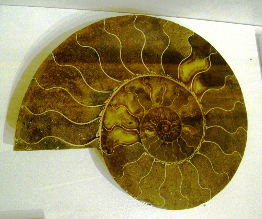 Ammonite