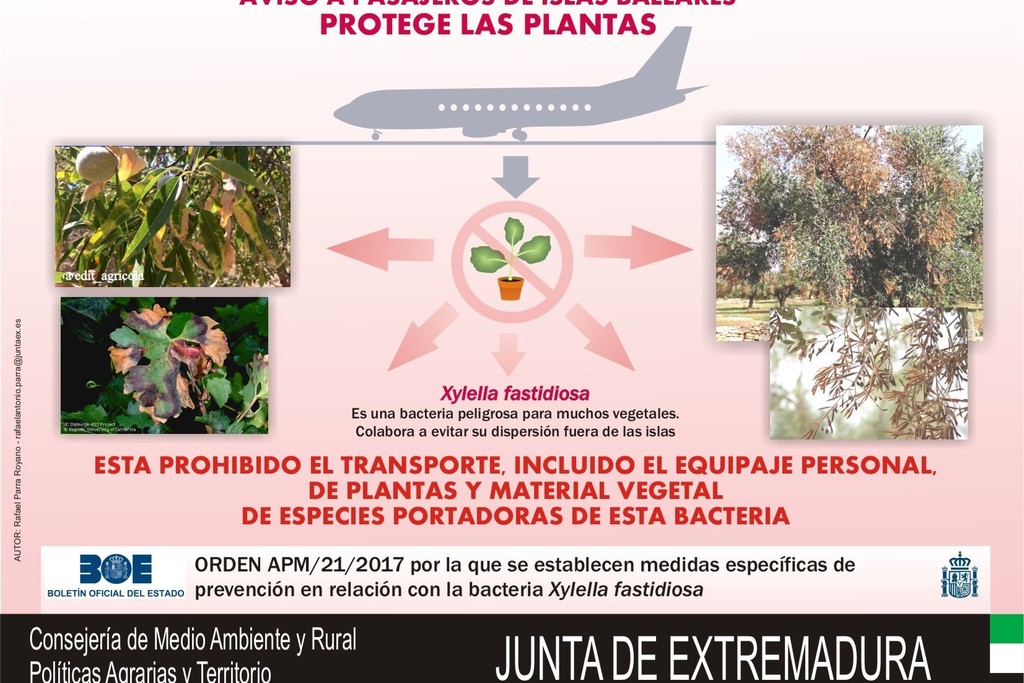 La Junta desarrolla una campaña informativa sobre la bacteria Xylella fastidiosa en el Aeropuerto de Badajoz