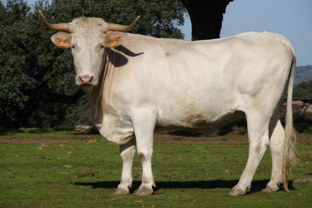 La vaca Blanca Cacereña está reconocida como raza 100% autóctona