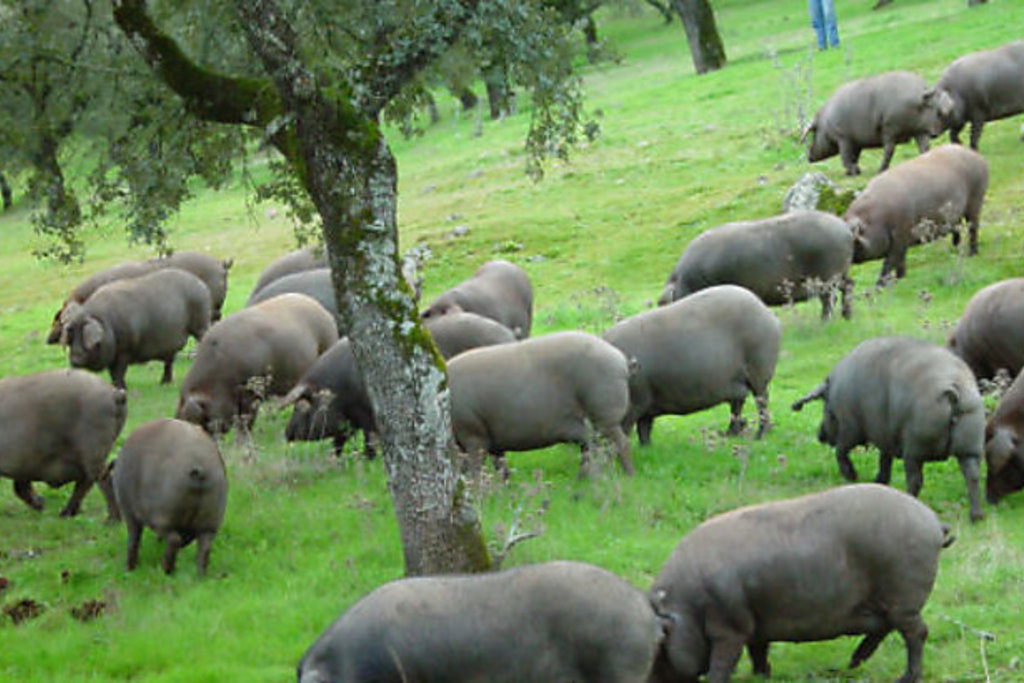 Begoña García destaca los proyectos de innovación en el sector del cerdo ibérico