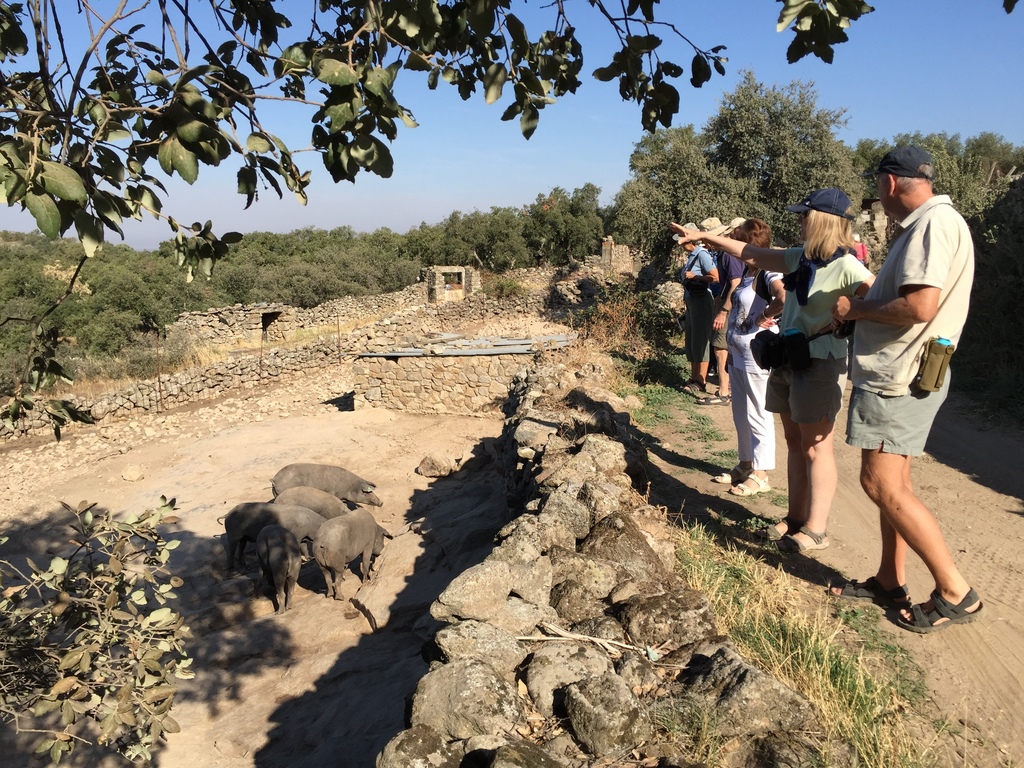 24-09-2017 Grupo de Británicos con turismo del Jamón por Extremadura