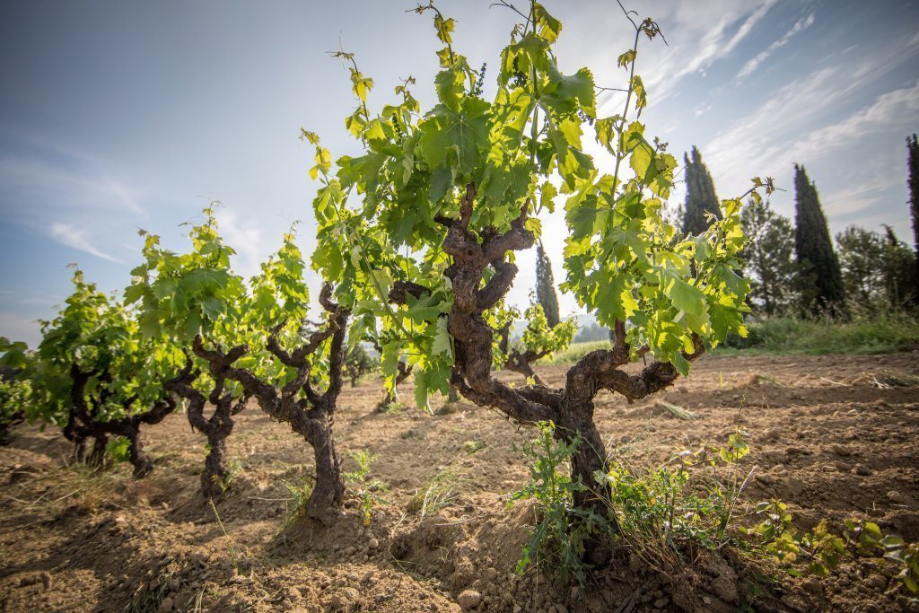 La Junta y productores alegarán en contra de la propuesta del Consejo Regulador del Cava de prohibir plantar viñedos con destino a este espumoso