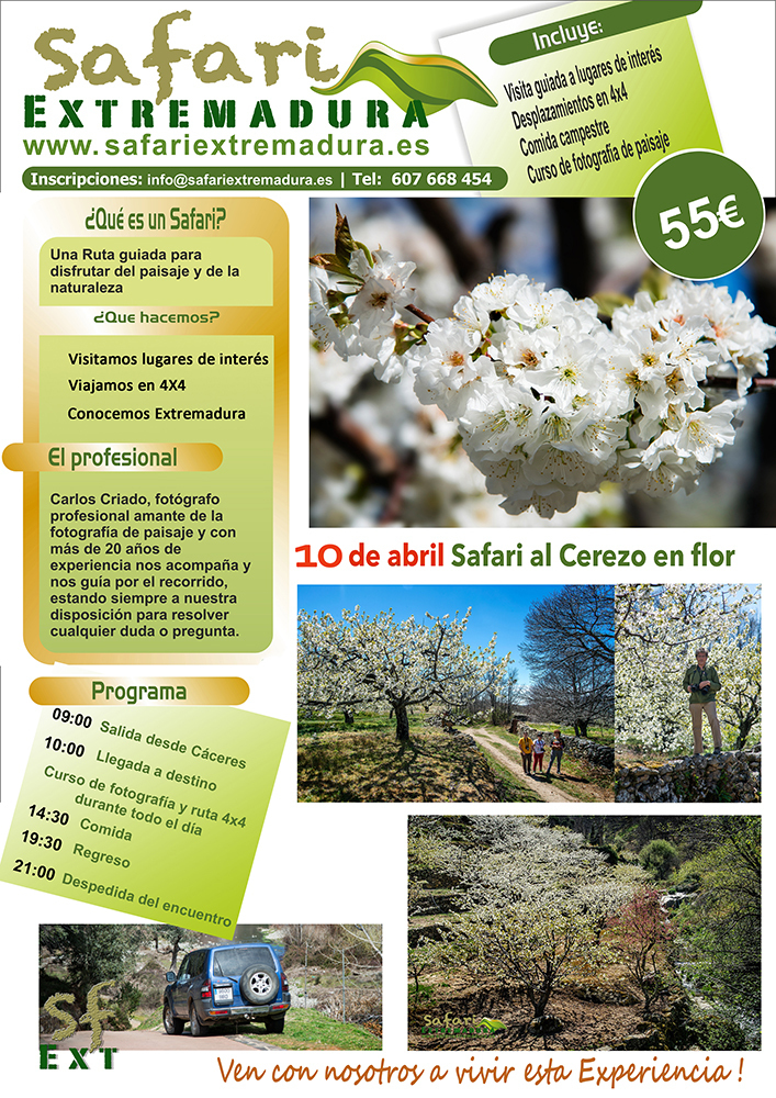 10 abril Cerezo en flor b