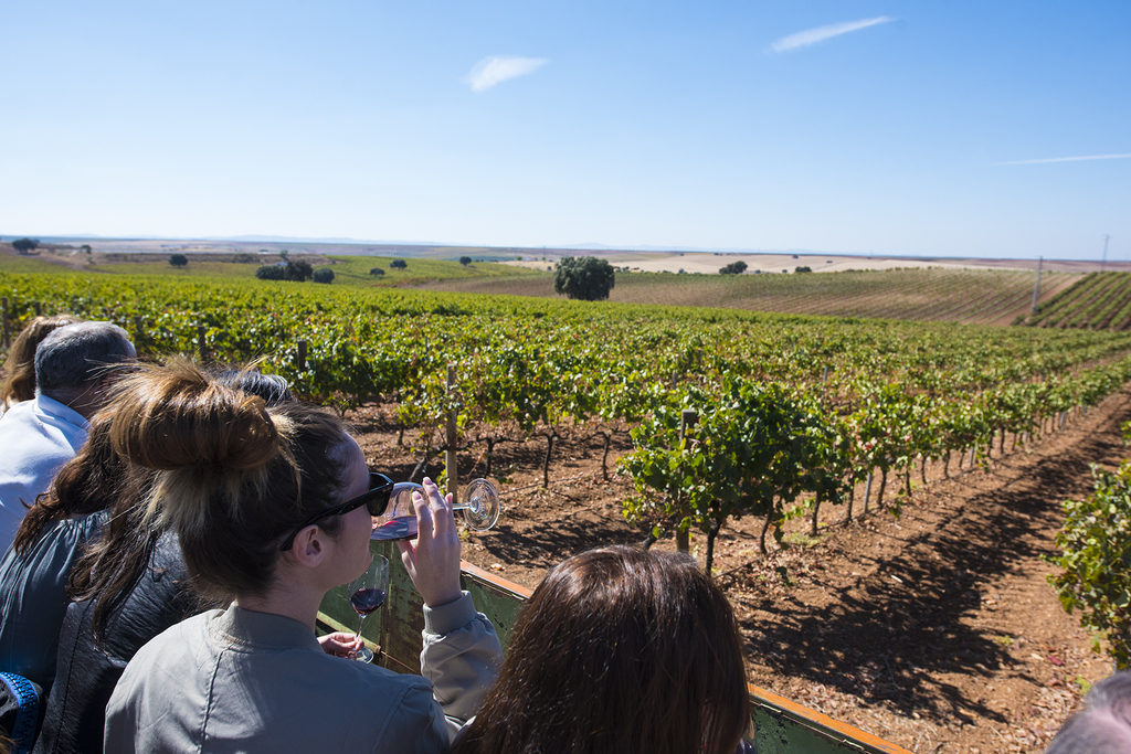 La Dirección General de la PAC resuelve ayudas a inversiones del Programa Nacional del Vino a 13 bodegas, por más de 2.550.000 euros